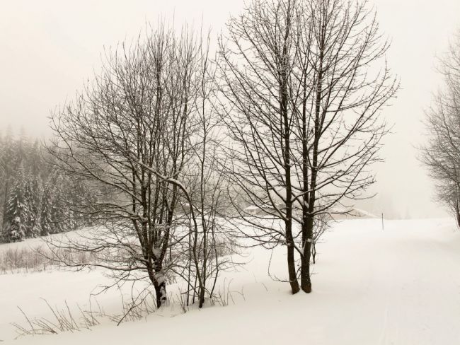 bomen in sneeuw