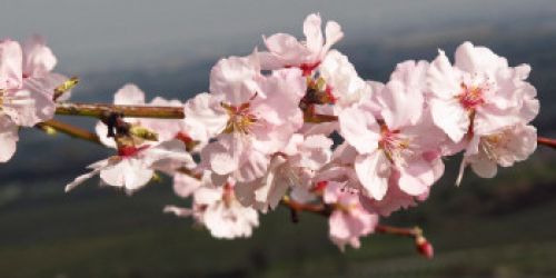 Almond blossoms Pfalz Germany