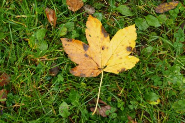 yellow leaf with brown stains in green grass